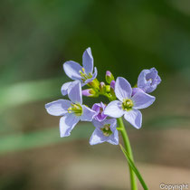 Wiesenschaumkraut