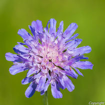 Acker-Witwenblume