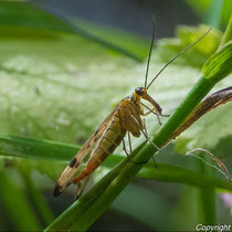 Skorpionsfliege