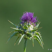 Mariendistel