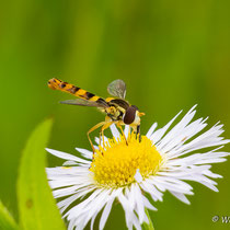 Langbauchschwebfliege