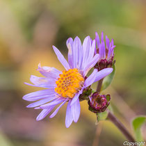 Berg-Aster, Kalk-Aster