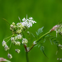 Wiesenkerbel
