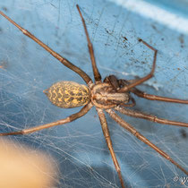 Winkelspinne