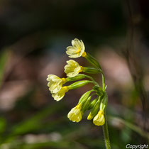 Schlüsselblume