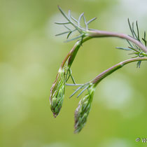 Steppenfenchel