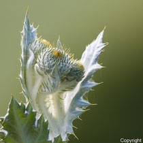 Eselsdistel