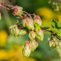 Hopfen