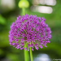 Allium