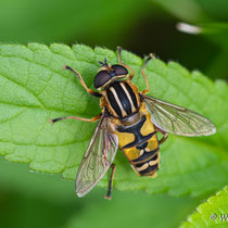 Sumpfschwebfliege