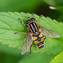 Sumpfschwebfliege