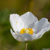 Anemone
