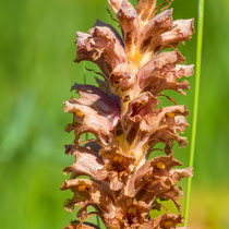 Sommerwurz