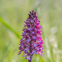 Orchideen