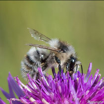 Waldhummel