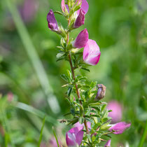 Hauhechel