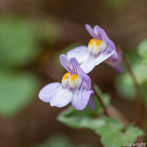 Mauerblümchen