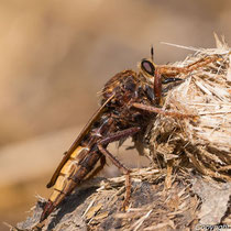 Hornissen Raubfliege