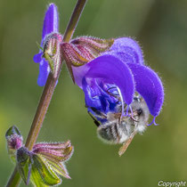 Wiesensalbei