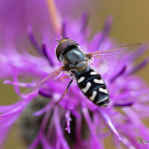 Großstirnschwebfliege