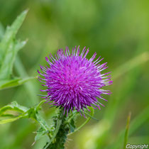 Nickende Distel
