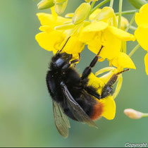 Steinhummel