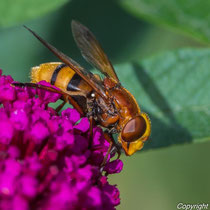 Hornissen Schwebfliege