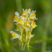 Leinkraut (Frauenflachs)