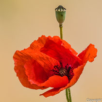 Klatschmohn