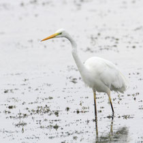Grande aigrette