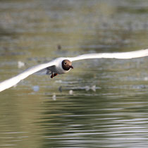 Mouette rieuse