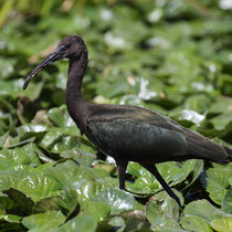Ibis falcinelle