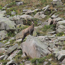 Chamois
