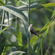Rémiz penduline