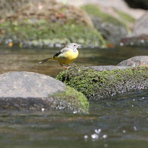 Bergeronnette des ruisseaux