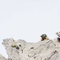 Marmotte