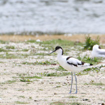 Avocette élégante