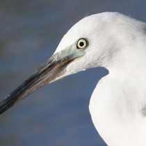 Aigrette garzette