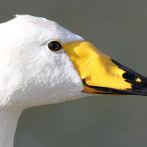 Cygne
