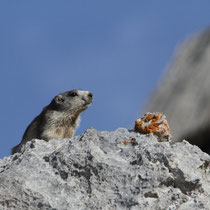 Marmottes