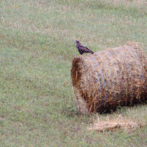 Buse variable