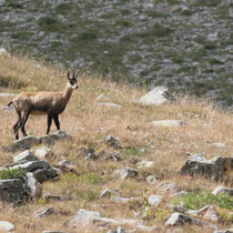 Chamois