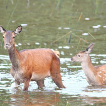 Biche