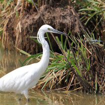 Aigrette garzette