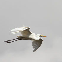 Grande aigrette