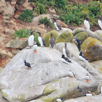 Guillemot de Troïl et Pingouin torda