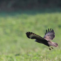 Buse variable