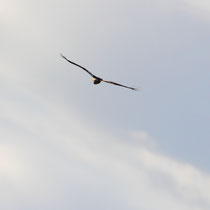 Buse variable