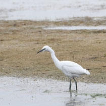 Aigrette garzette