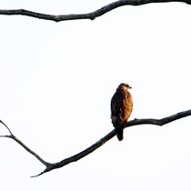 Buse variable